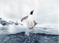 Preview: Postkarte DIN-A6 Aquarell Kunst Druck Kunstdruck Pinguin